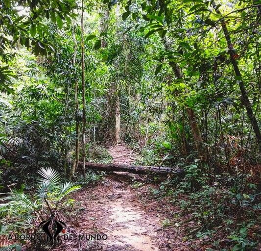 Taman Negara trekking