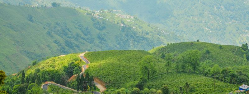 Vistas de los campos de té de Darjeeling