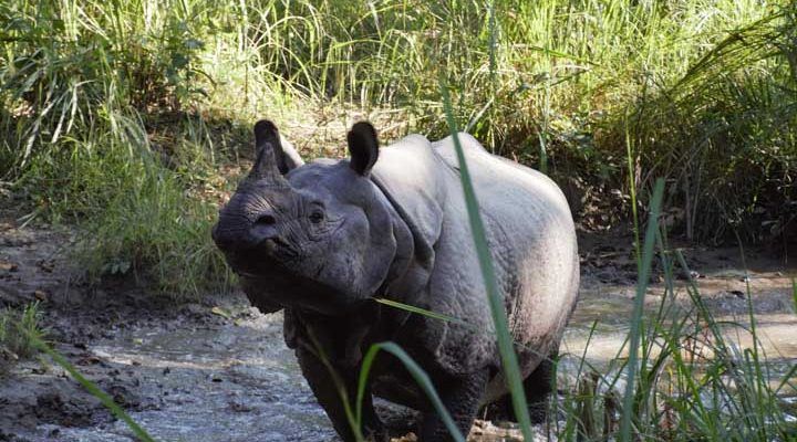 parque nacional de chitwan